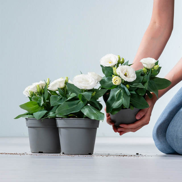 3er Set Weißer Prärieenzian Eustoma russelianum von BLUME2000 als Zimmerpflanze - Bild 1