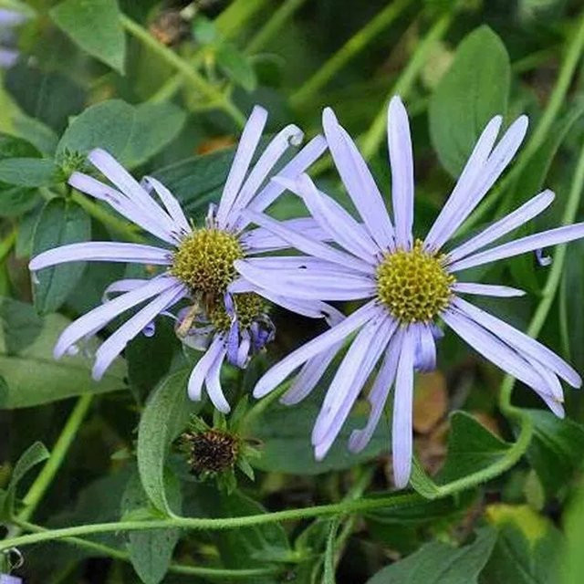 6er Set Frikart-Aster Mönch Aster frikartii als Schmetterlingspflanze im Topf, Arborix, mehrfarbig - Bild 1
