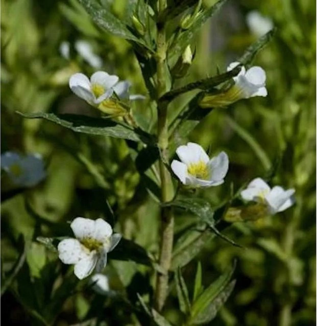 Gottes Gnadenkraut Gratiola officinalis für deinen Garten - Bild 1