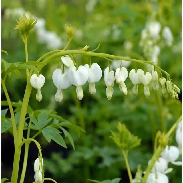 Zwergherzblume Pearl Drops Dicentra formosa weiße Staude für Staudenbeete und Gehölze - Bild 1