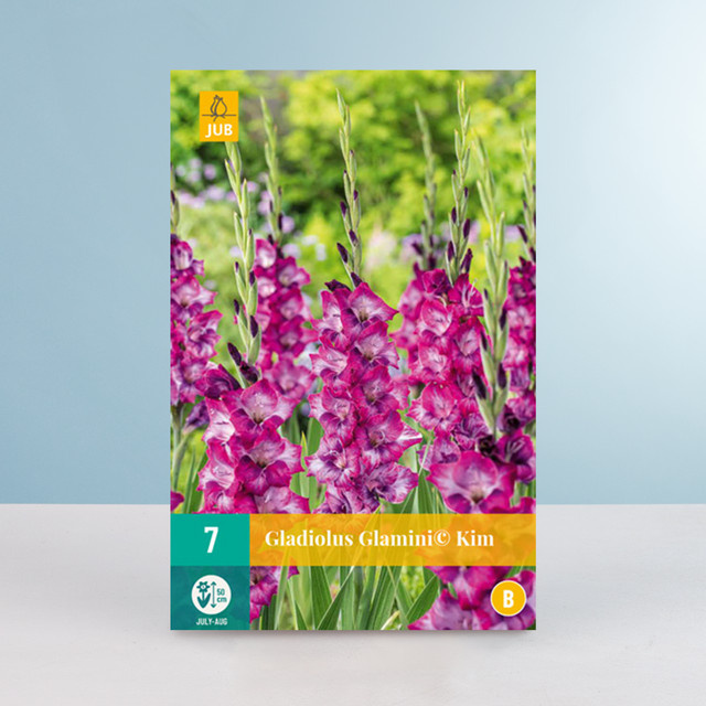 Zwerg-Gladiole Glamini Kim von BLUME2000 mit 7 Knollen für Beete und Blumenkübel - Bild 1
