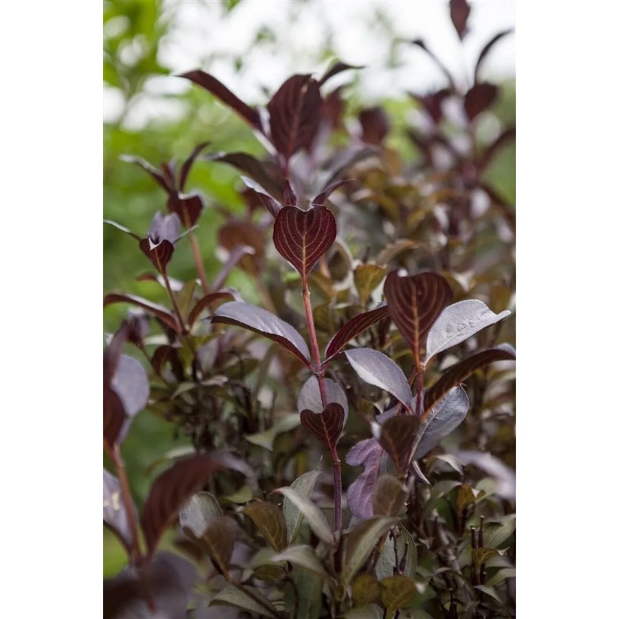 Weigela Florida Purpurea Purpurrote Weigelie als Zierstrauch für den Garten, Höhe: 100–150 cm - Bild 2