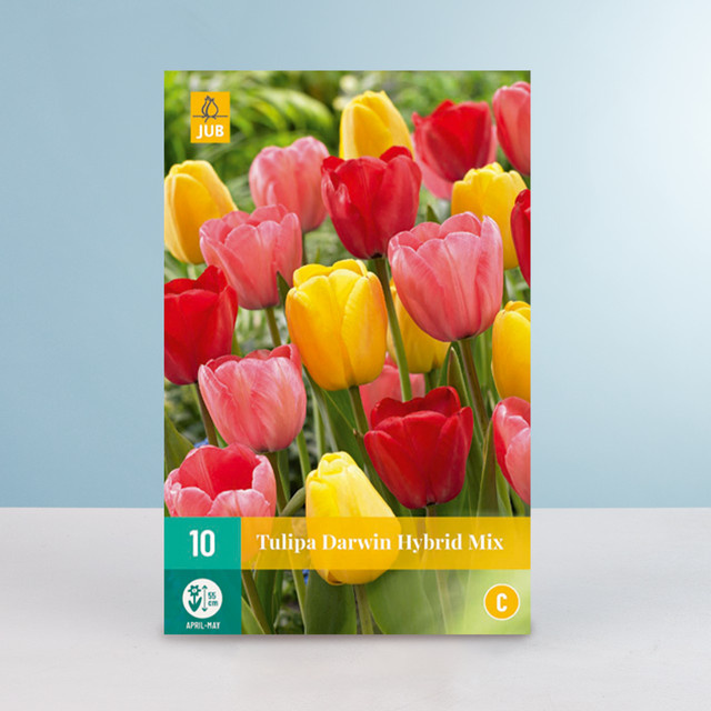 Tulpen Darwin Hybrid Mix Zwiebeln von BLUME2000, 10 Stück - Bild 1