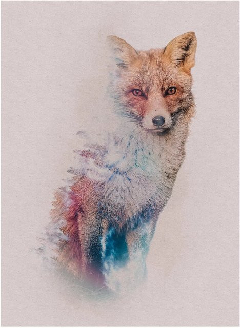 Komar Wandbild Animals Fox Paper Poster Multicolor B: 30 cm, H: 30 cm - Bild 1