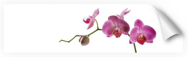 Myspotti Küchenrückwandfolie Orchidee Pink Selbstklebend B: 220 cm, H: 60 cm - Bild 1