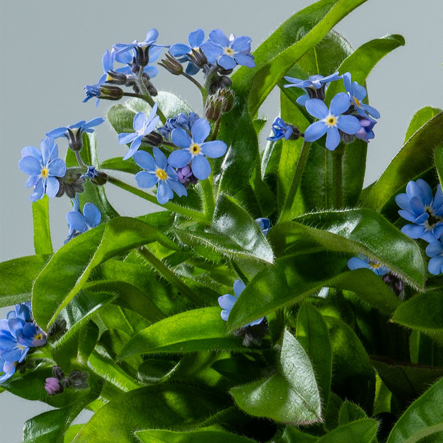 Blaues Vergissmeinnicht Mon Amie Myosotis Stauden von BLUME2000, 3 Stück - Bild 1