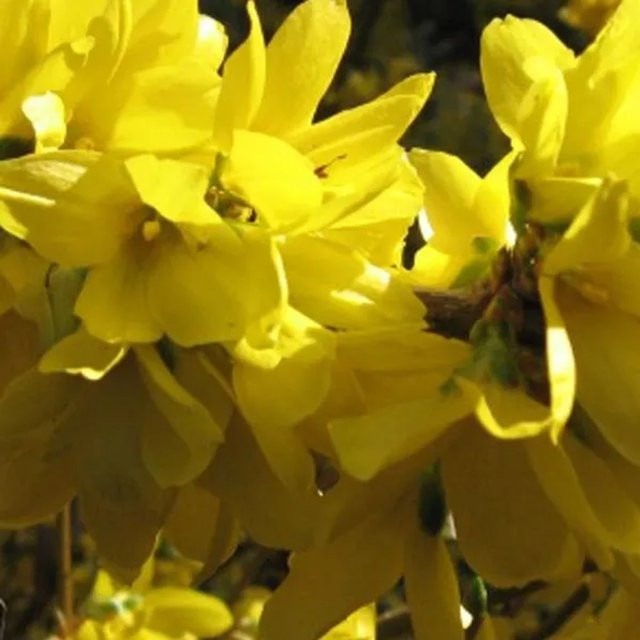 Arborix Forsythie Spectabilis Forsythia x intermedia gelb Frühblühend im Container, Höhe: 50 bis 60 cm - Bild 1