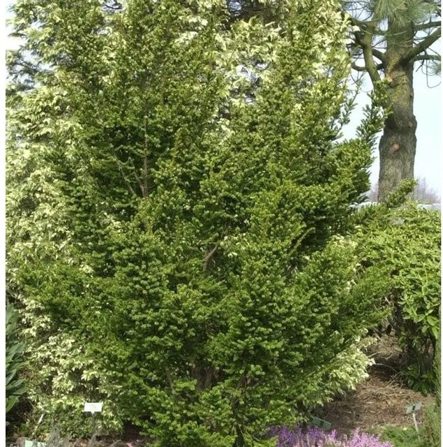 Zwerg Straucheibe Amersfoort Taxus cuspidata grün für den Garten - Bild 1
