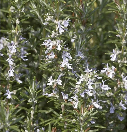 Rosmarin Rosmarinus officinalis als Halbstrauch in Topf mit pinken und weißen Blüten von Nr-01.de