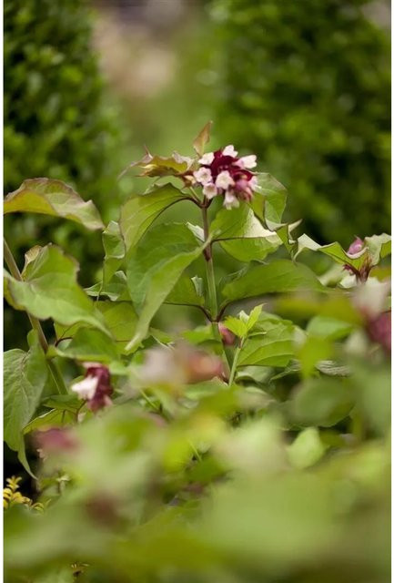 Leycesteria Formosa Purple Rain Zierstrauch in Purpur mit einer Höhe von 60–80 cm - Bild 1