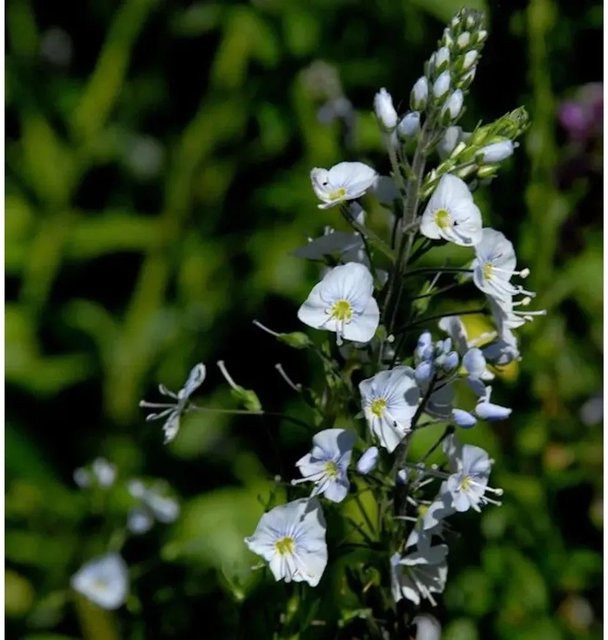 Enzianblättrige Veronica Robusta - Veronica gentianoides als mehrjährige Pflanze in Blau oder Violett für Beet und Freiland - Bild 1