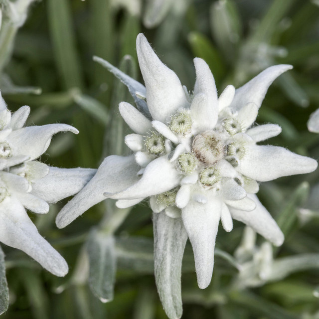 BIO Alpenedelweiß Leontopodium Staude von BLUME2000, 3 Stück - Bild 1
