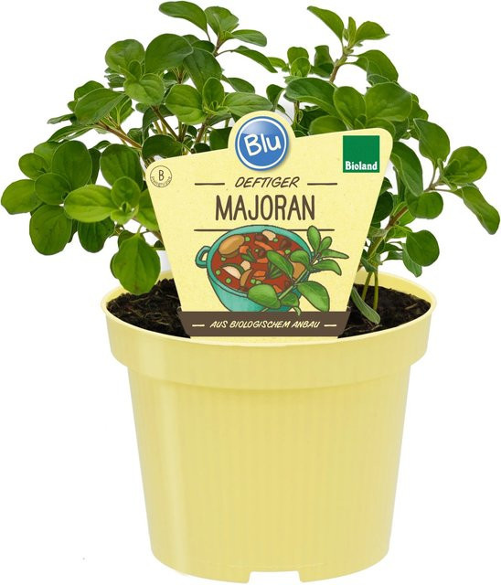 Blu Bio-Majoran Origanum majorana in Topf, Grün, Topf-Ø: 12 cm - Bild 1