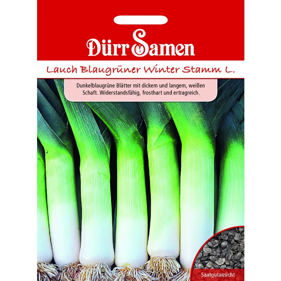 Dürr Samen Lauch Blaugrüner Winter Stamm Saatgut 400 g - Bild 2