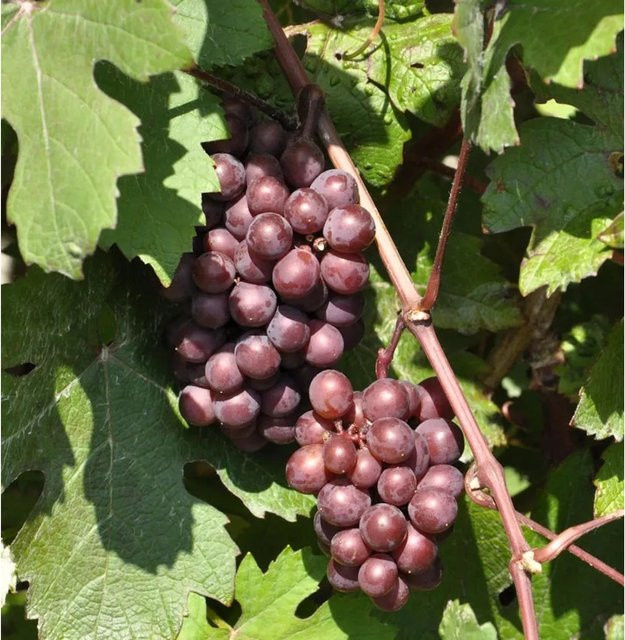 Weinrebe Vanessa Vitis für den Garten, Höhe: 80-100 cm - Bild 1