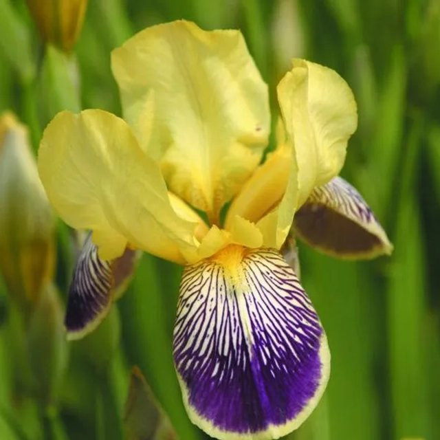 6er Set Schwertlilie Nibelungen Iris germanica Blütenstaude von arborix im 9cm Topf - Bild 1