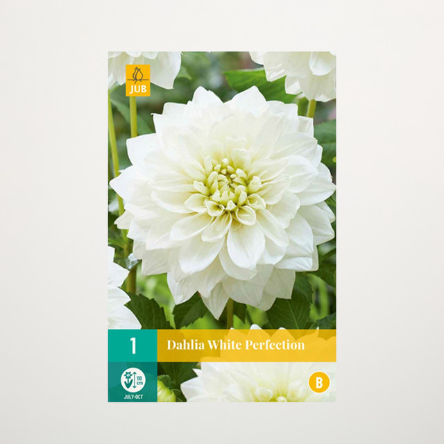 Schmuckdahlie White Perfection Knolle von BLUME2000 für Beete, Balkon und Terrasse - Bild 1
