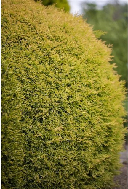 Thuja occidentalis Rheingold Lebensbaum Gelb Höhe: 30-40 cm - Bild 1