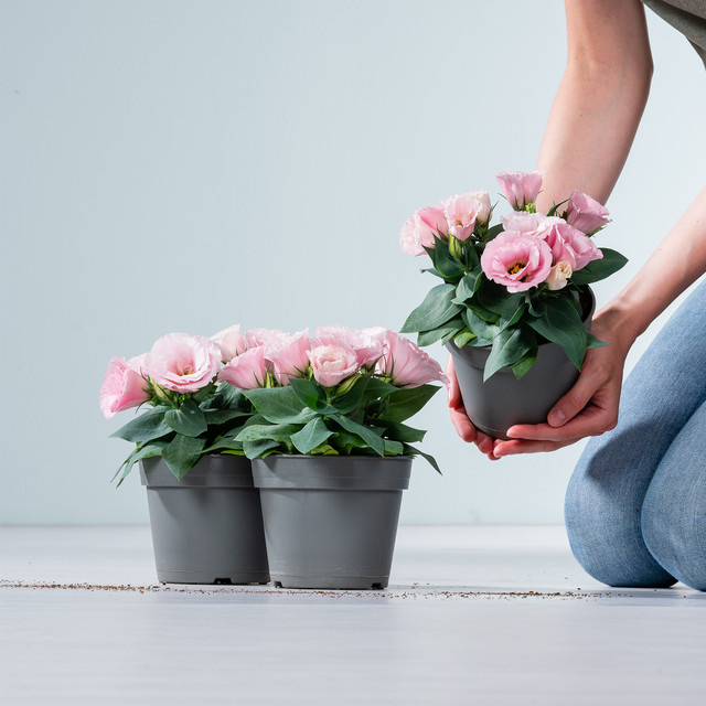 3er Set Eustoma russelianum Zimmerpflanzen von BLUME2000 in Rosa - Bild 1