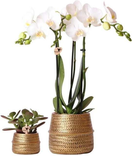 Kolibri Pflanzenset Groove Gold mit weißer Phalaenopsis Orchidee Amabilis und grüner Sukkulente Crassula Ovata in Keramiktöpfen - Bild 1