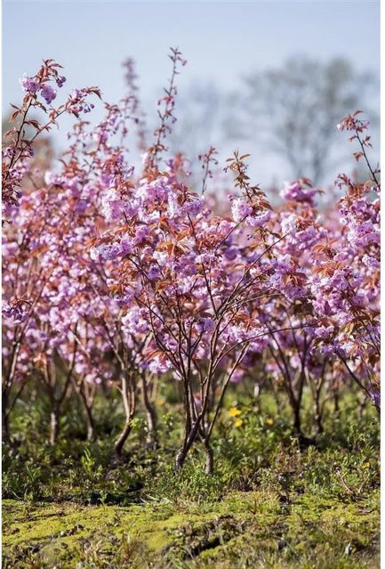 Japanische Blütenkirsche Prunus Serrulata Kanzan in Rosa von Pflanzen für dich, Höhe: 40–60 cm - Bild 1