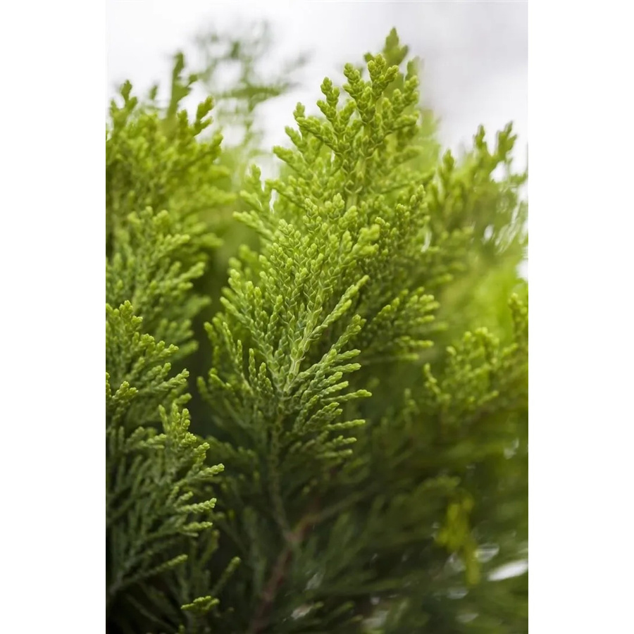Chamaecyparis awsoniana Alumigold Zypresse als Heckenpflanze in Gelb-Grün, Höhe: 60-80 cm - Bild 2