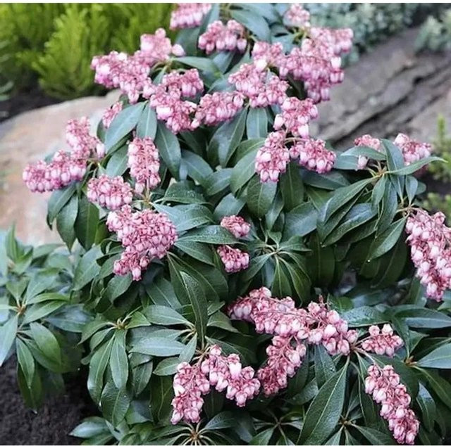 Pieris japonica Katsuta Schattenglöckchen Lavendelheide in Weinrot, Rosa und Pink, Höhe: 40-50 cm - Bild 1