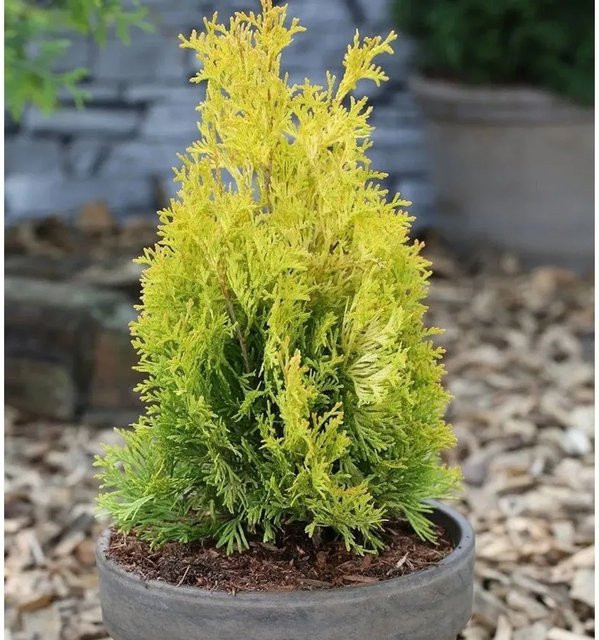 Thuja occidentalis Lebensbaum Jantar in Goldgelb, Höhe: 100-125 cm - Bild 1