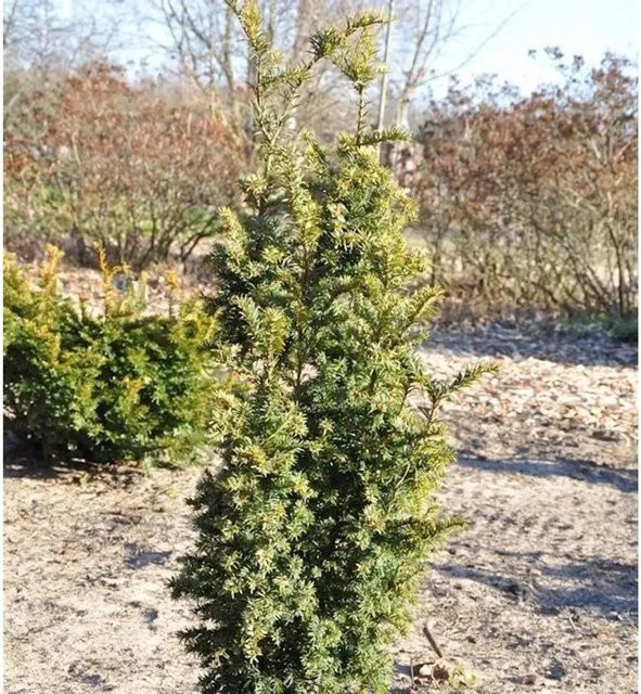 Goldgelbe Zwerg Säuleneibe Taxus baccata als Heckenpflanze und Solitärgehölz - Bild 1