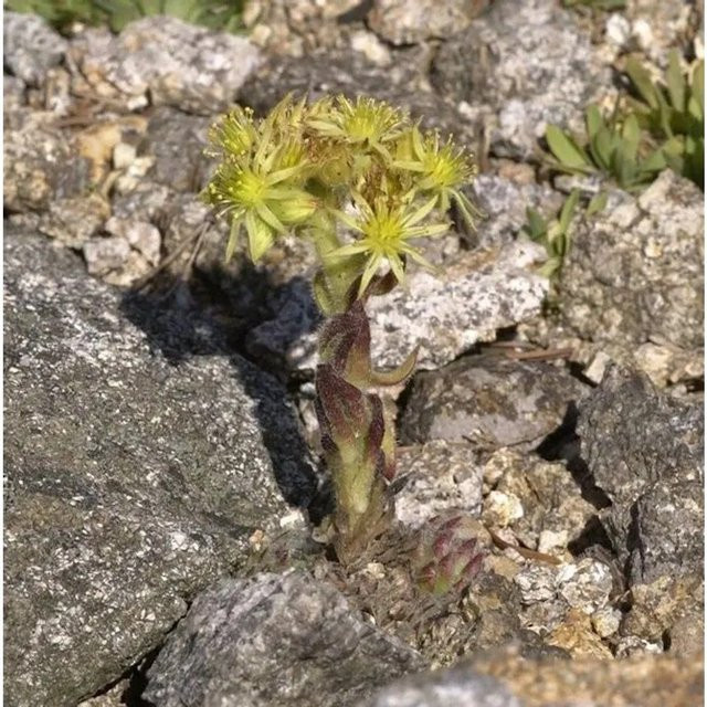 Sempervivum ciliosum Spinnweb Hauswurz Boris, grüne Staude für den Garten - Bild 1