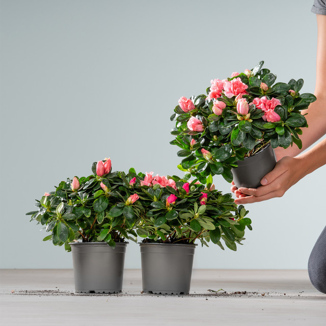 3er Set Azalea indica Zimmerpflanzen von BLUME2000 - Bild 1
