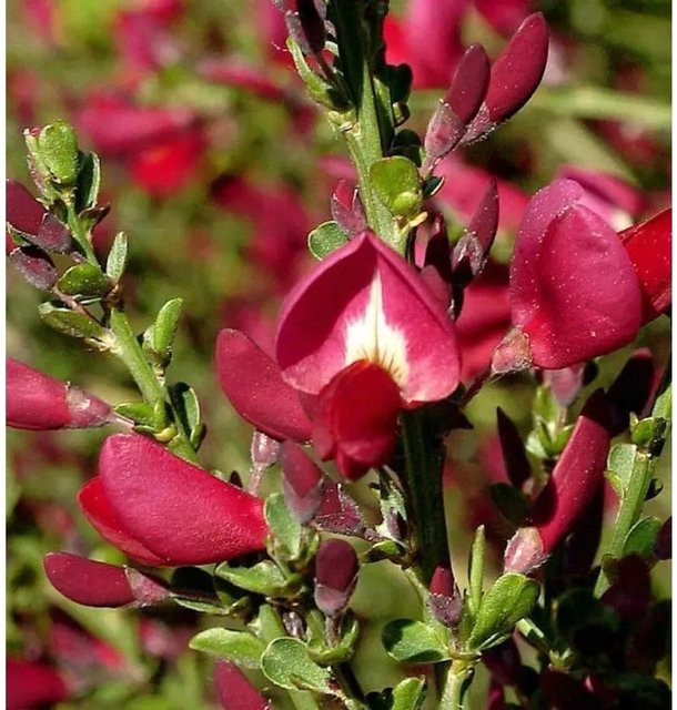 Edelginster Booskop Ruby Cytisus scoparius Zierstrauch für den Garten - Bild 1