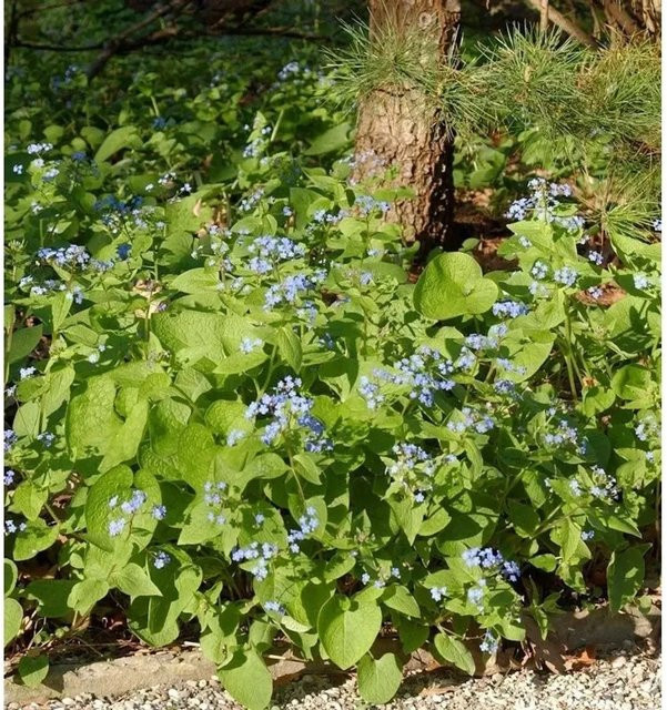 Sibirisches Vergißmeinnicht Brunnera sibirica Blaue Staude für Garten und Flächenbepflanzung - Bild 1