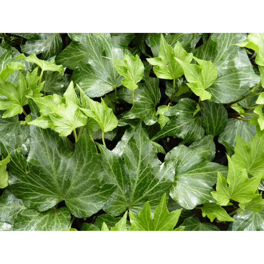 Hedera helix Grüner Efeu im Green Ripple Topf mit Ø 9 cm - Bild 2
