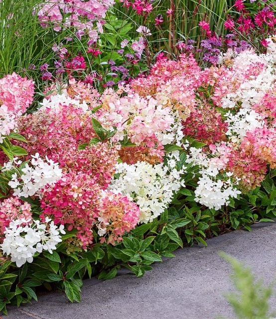 Niedrige Hortensie Groundbreaker - Bild 1