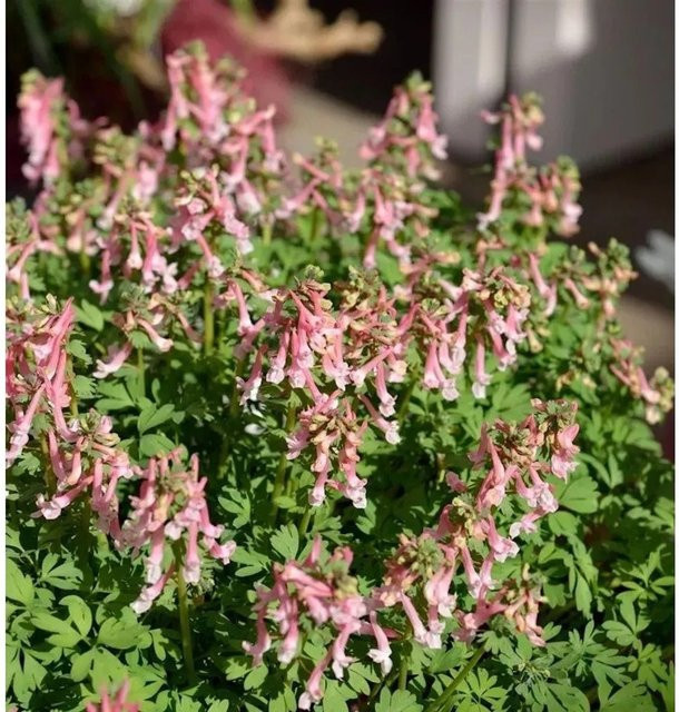 Corydalis solida Gefingerter Lerchensporn als mehrjährige Gartenpflanze von Nr-01.de - Bild 1