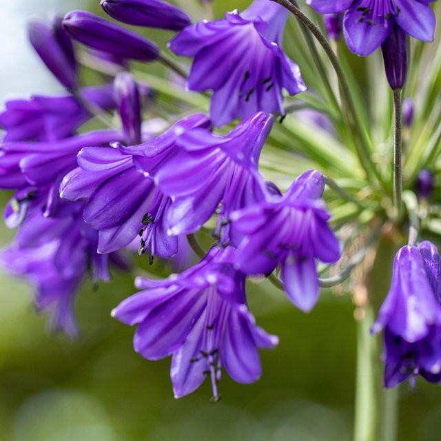 Afrikanische Schmucklilie Agapanthus in Blau von Mein schöner Garten Shop, mehrjährige Zierpflanze - Bild 1