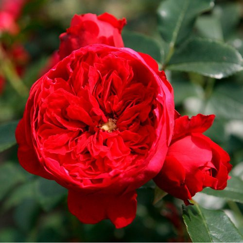 KORDES ROSEN Kletterrose Florentina in Rosa - Bild 1