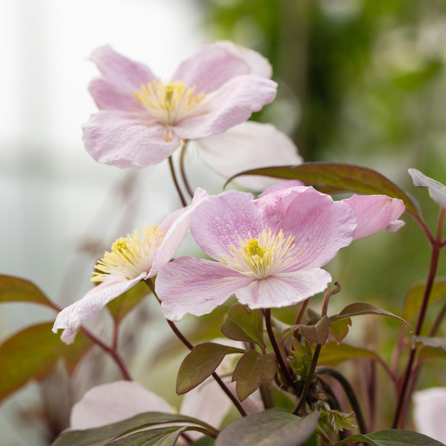 Clematis Mayleen kletternde Pflanze von BLUME2000 - Bild 1