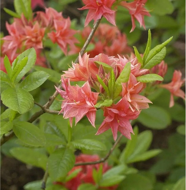 Rhododendron luteum Azalee Norma in Pink, Alpenrose als Gartenstrauch, Höhe: 30-40 cm - Bild 1