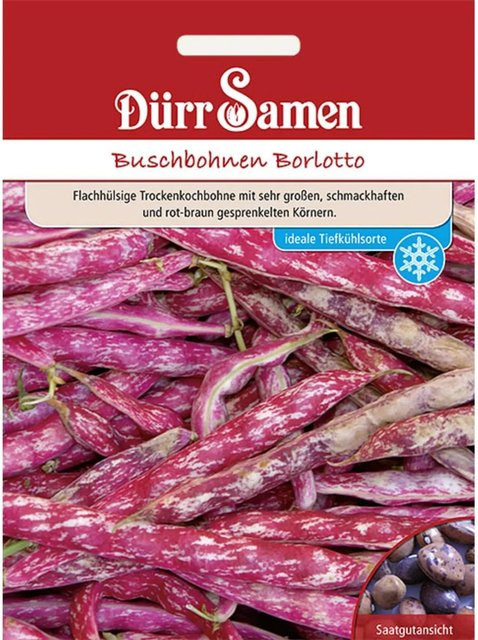 Dürr Borlotto Buschbohnen Saatgut 155 g - Bild 1