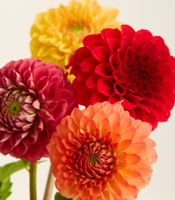 Blume2000 Gemischte Dahlien Multicolor Bunch - Bild 1