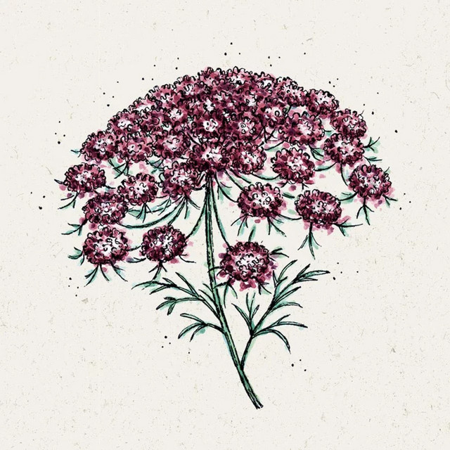 Jora Dahl Saatgut Wilde Möhre Dara für dein Blumenbeet (50 g) - Bild 1