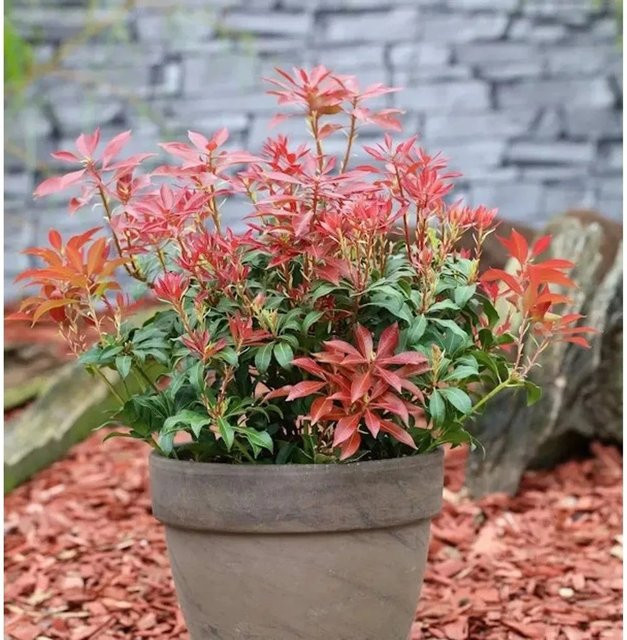 Pieris japonica Mountain Fire Schattenglöckchen Lavendelheide als Heckenpflanze, Höhe: 25-30 cm - Bild 1