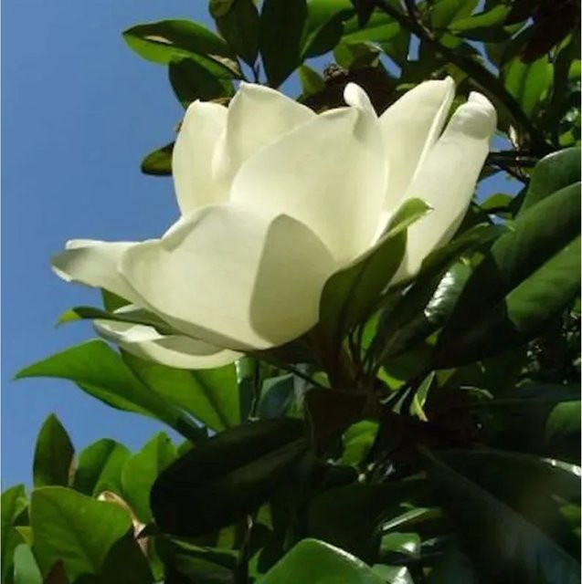 Großblumige Magnolie Little Gem Magnolia grandiflora weiß Nr-01.de 40-60cm - Bild 1