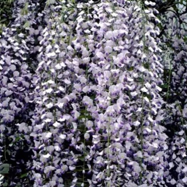 Arborix Blauregen Multijuga Wisteria floribunda mit langen Blütentrauben im Container, Höhe: 50 bis 60 cm - Bild 1