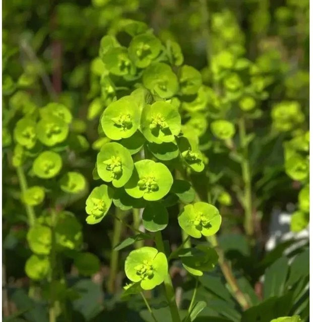 Mandelblättrige Wolfsmilch Robbiae Euphorbia amygdaloides als grüne Staude für den Außenbereich - Bild 1