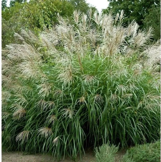 Miscanthus sinensis Chinaschilf Silberfeder Ziergras im XXXL Topf von Nr-01.de in Silber und Grün - Bild 1