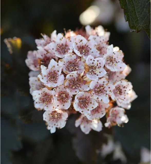 Nr-01.de Fasanenspiere Summer Wine Physocarpus opulifolius Hochstamm, roter Zierstrauch, Höhe: 80-100 cm - Bild 1