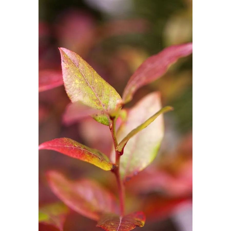 Ertragreiche Bluecrop Heidelbeere Vaccinium Corymbosum als Beerenstrauch für deinen Garten, Höhe: 80–100 cm - Bild 2